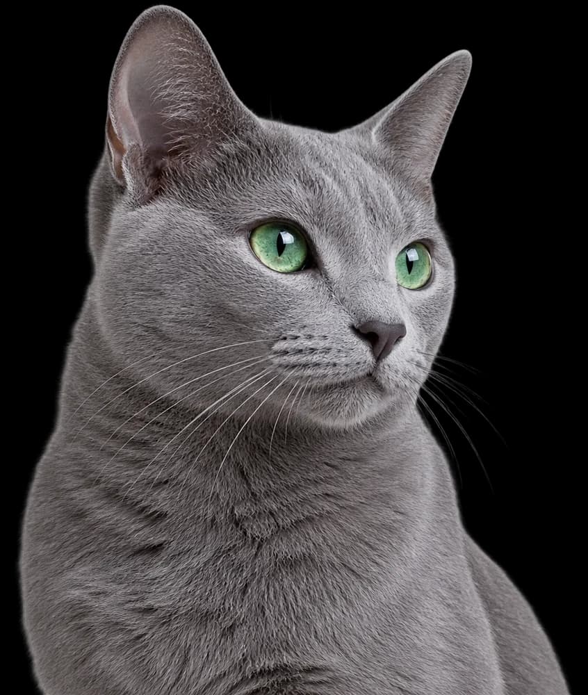 A Russian Blue cat with green eyes