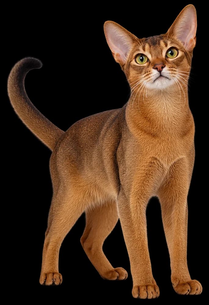An Abyssinian cat looking up curiously